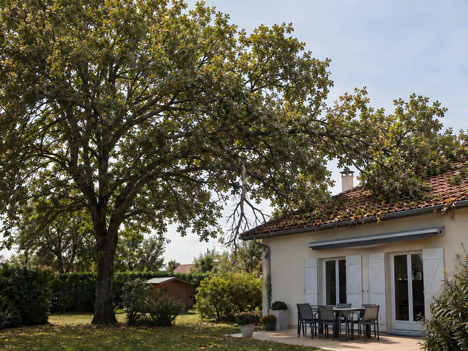 Grand arbre au houppier épais près d’une maison, une branche morte pendante et des branches posées sur le toit de tuiles