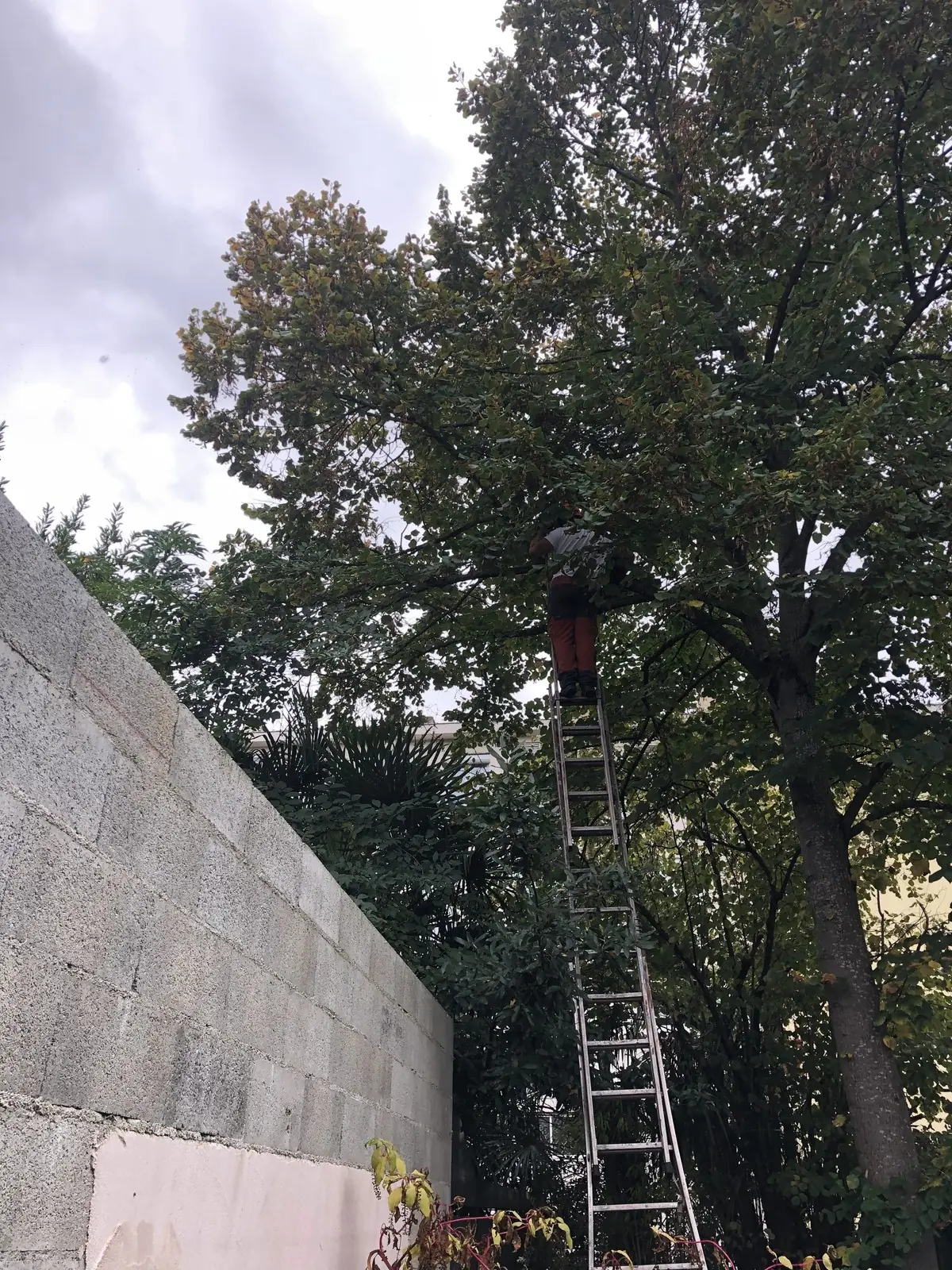 Homme en haut d’une grande échelle, dans la ramure d’un arbre feuillu qui dépasse un mur en parpaings