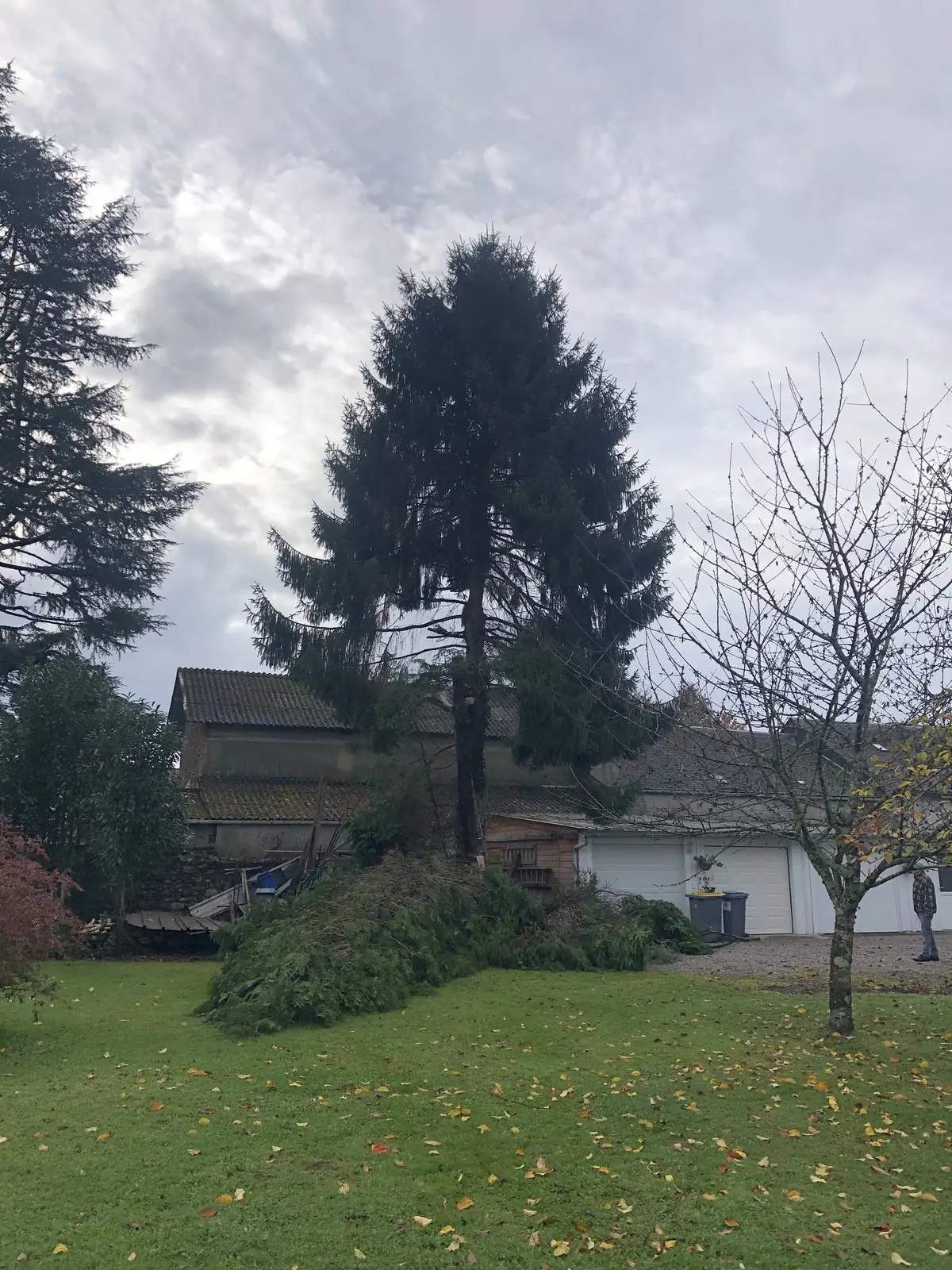 Grand conifère au tronc dégagé de ses branches basses au fond d’un jardin, tas de branches coupées sur la pelouse