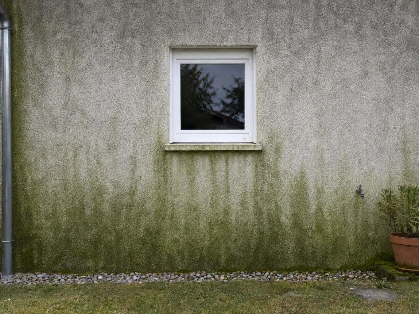 Mur crépi d’un pavillon couvert d’un voile vert en traînées sous une petite fenêtre blanche, pot en terre cuite