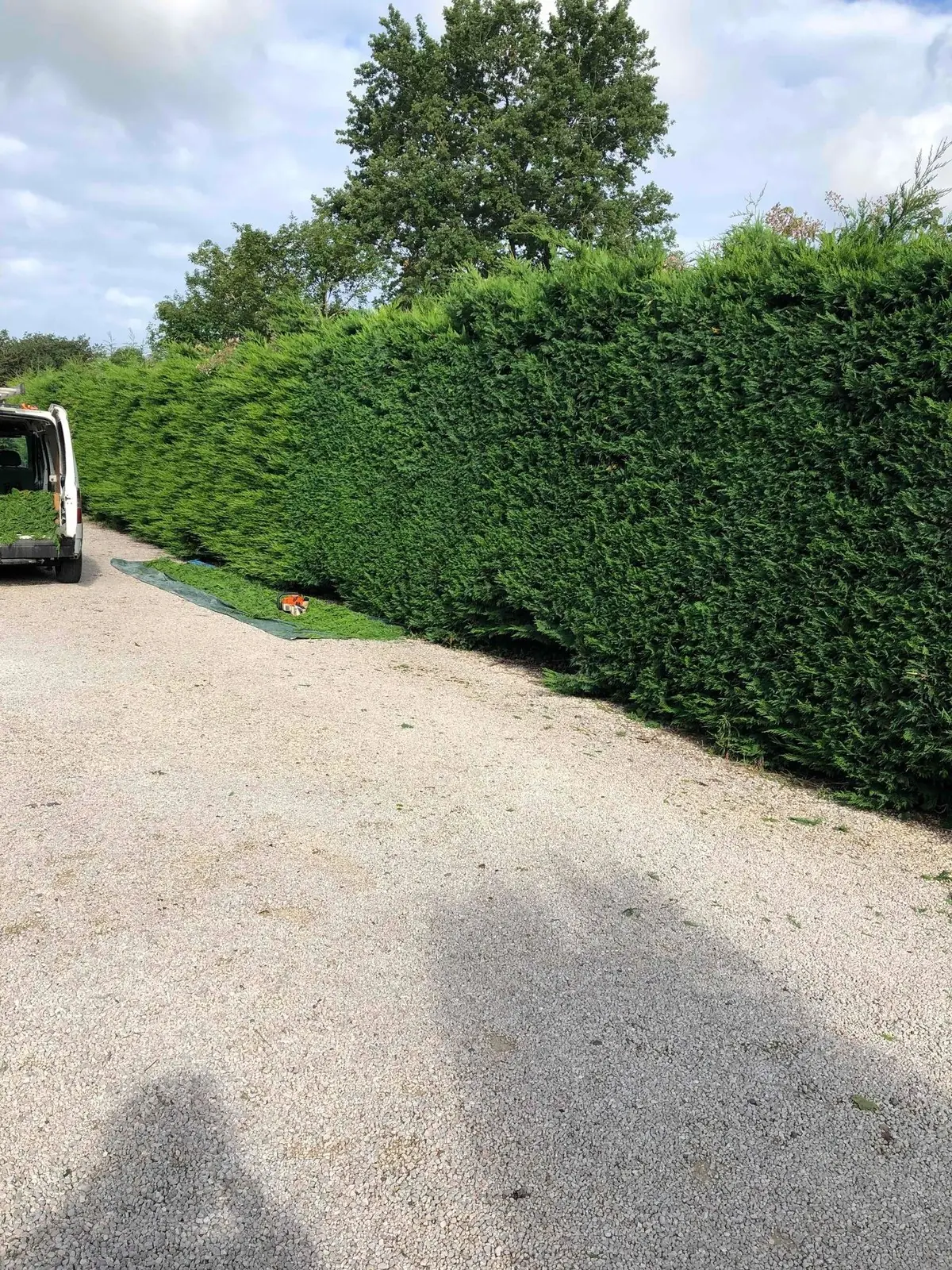 Longue haie de conifères taillée droite le long d’une allée en gravier, coupes sur une bâche, utilitaire chargé au fond