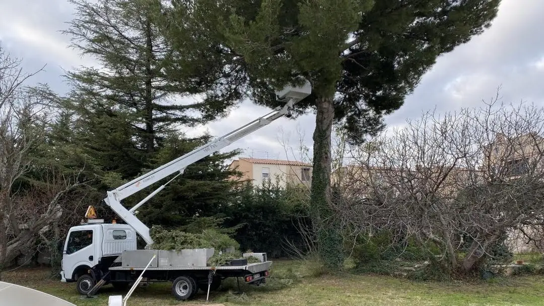 Camion à nacelle déployée au pied d'un grand pin, pour l'élaguer par le haut