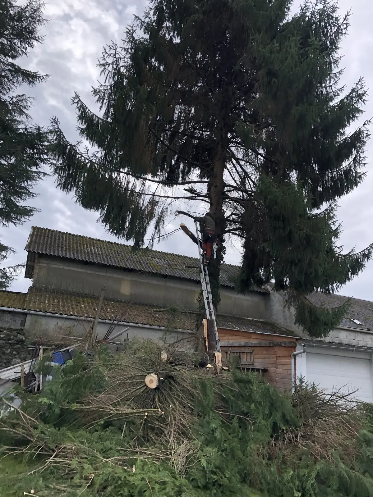 Grand conifère au fond d'un jardin, branches coupées au sol au pied d'un hangar