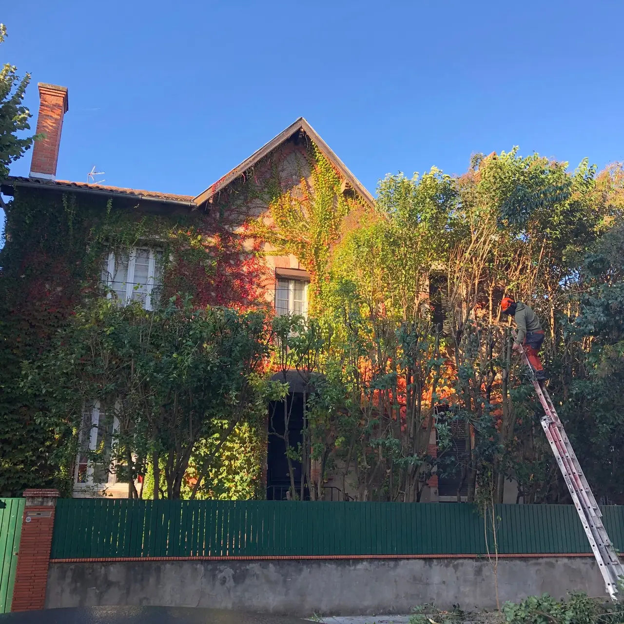 Élagueur casqué sur l’échelle, taillant les arbres devant une maison en briques couverte de vigne vierge