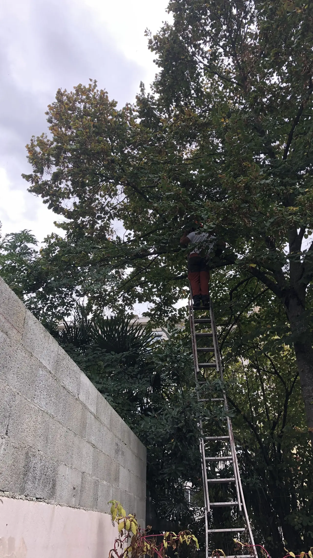 La taille d'un arbre à l'échelle